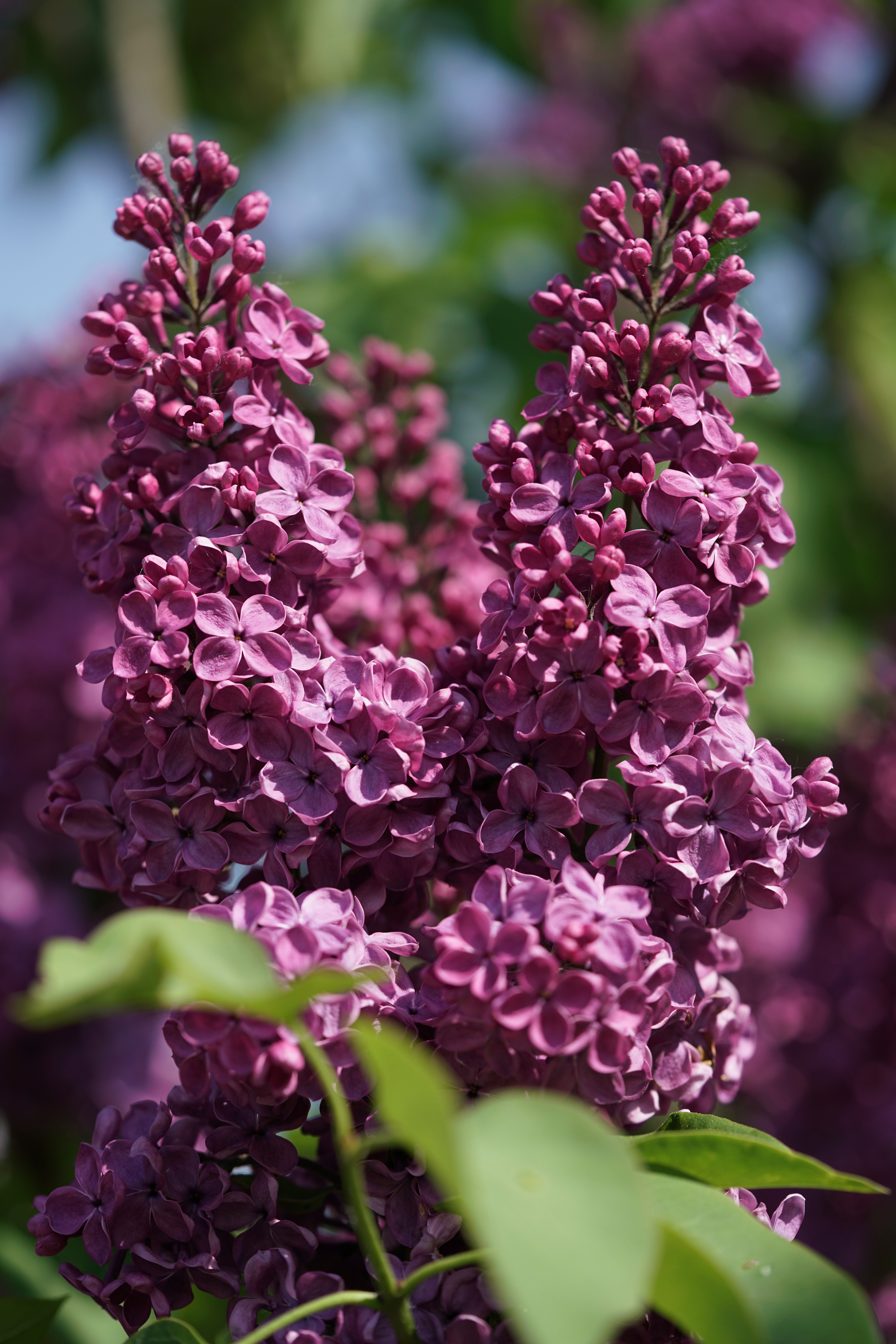"Ludwig Spaeth" Syringa vulgaris, "Andenken an Ludwig Spath"